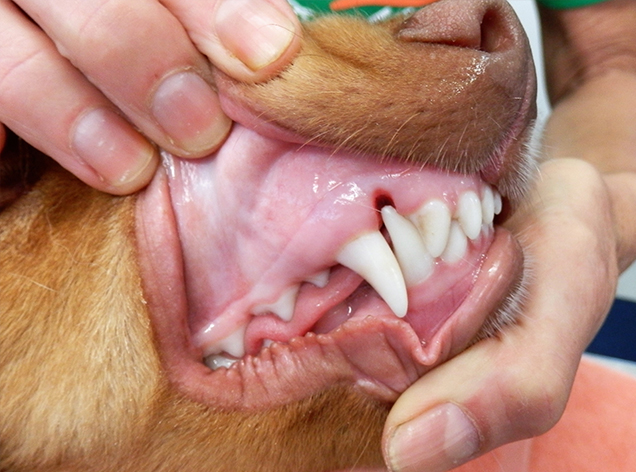 Lower canines digging into top palate